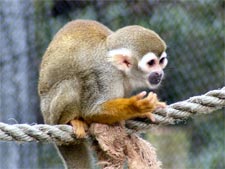 Squirrel Monkey